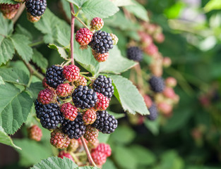 Blackberries on the shrub in the garden.