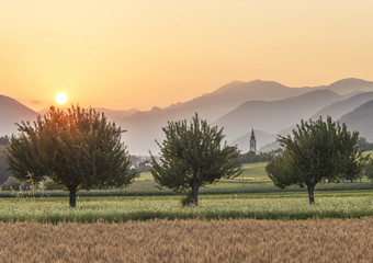 Sunset over the Wheat Field. Photograph was taken in a village R