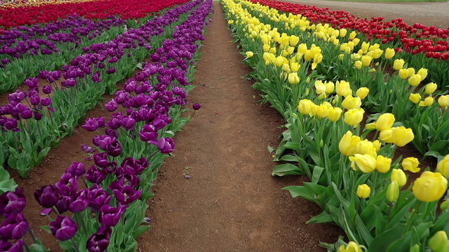 Slow motion video of walking in tulip field