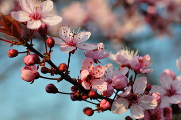 Kirschbaumblüte