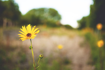 A yellow flower and a blurred field