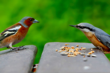 Streit am Futterplatz