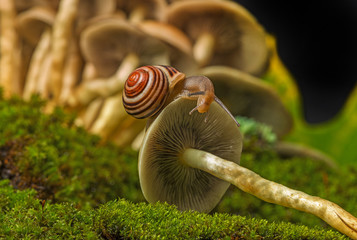 snail Cepaea hortensis on mushroom © Vera Kuttelvaserova
