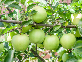 Ripe Golden Delicious apples on the tree.