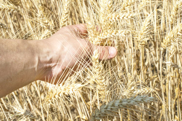 Spikelets of wheat in the hand of the farmer