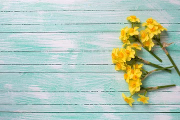 Crédence de cuisine en verre imprimé Narcisse Little yellow  daffodils  flowers