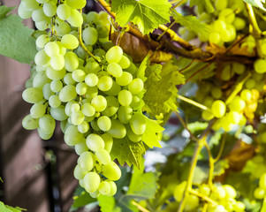 Ripe white grapes on the vine.