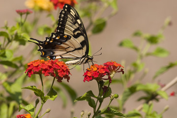 Swallowtail Butterfly Feeding on Lantana