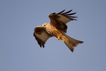 Red kite (Milvus milvus) bird of prey in flight