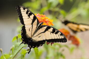 Butterfly Feeding on Lantana