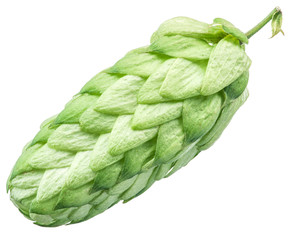 Hop cones. Isolated on white background.