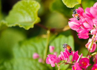 Bougainvillea and bee