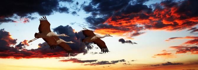 A Sandhill Crane Trio Flies at Sunset - 93137154