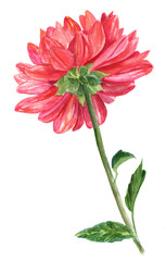 Watercolor decorative dahlia drawing on white background