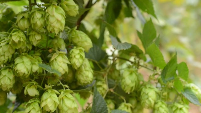 detail of hops field in the breeze,shot with slider,tilt,