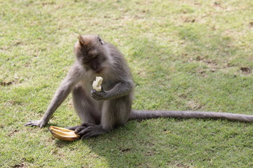 Affen im Affenwald Ubud, Bali
