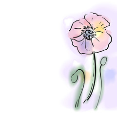 Digital watercolor vector flower, poppy.