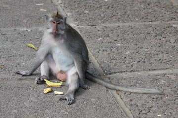 Affen im Affenwald Ubud, Bali