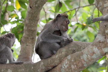 Affen im Affenwald Ubud, Bali