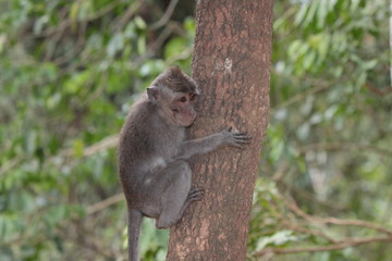 Affen im Affenwald Ubud, Bali