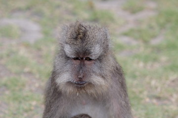 Affen im Affenwald Ubud, Bali
