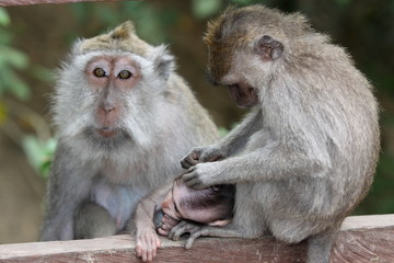 Naklejka premium Affen im Affenwald Ubud, Bali