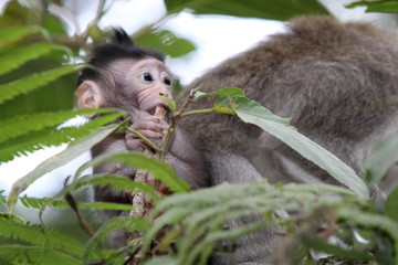 Affen im Affenwald Ubud, Bali