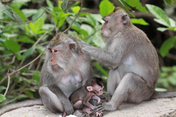 Affen im Affenwald Ubud, Bali
