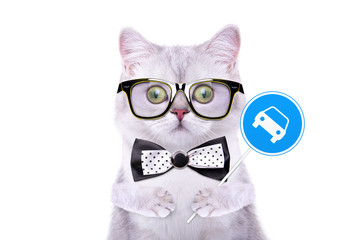 Smart handsome cat with icon car. Funny animals. Trendy cat dressed in beautiful clothes