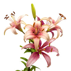 Beautiful pink lily flower