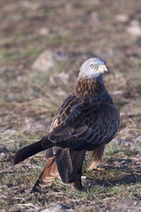 Portrait of red kite (Milvus milvus) on the ground
