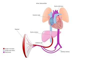 schema della circolazione fetale