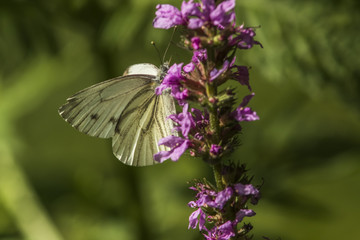 Grünader-Weißling (Pieris napae)