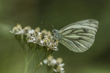 Grünader-Weißling (Pieris napae)