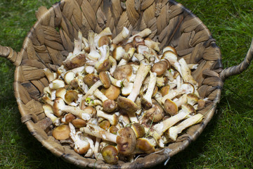 Small mushrooms mushrooms in a wicker basket on a green grass.