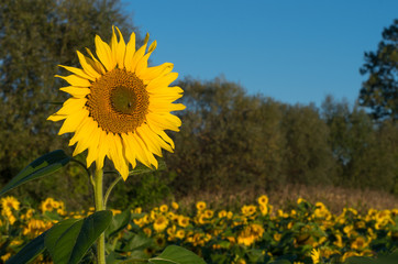 Sunflower sticking out of the sunflower field