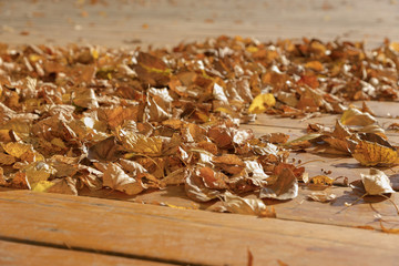 gold autumn leaves