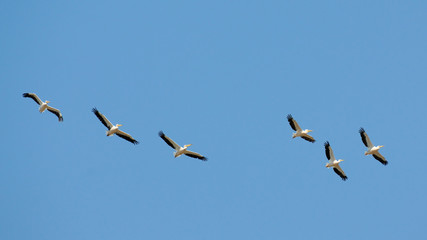 Flying flock of White Pelicans