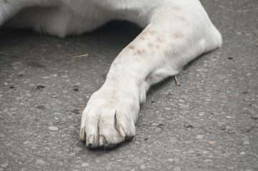 Paw of white dog on asphalt surface closeup © varbenov