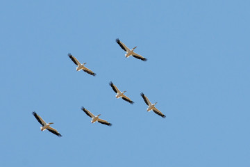 Flying flock of White Pelicans