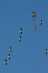 Flying flock of White and Dalmatian Pelicans
