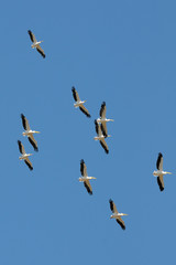 Flying flock of White Pelicans