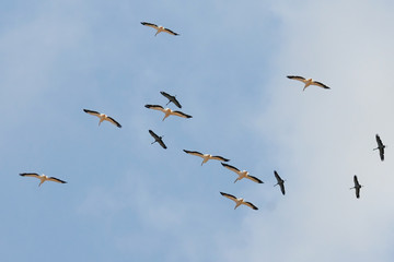 Flying group of White Pelicans and Grey Herons