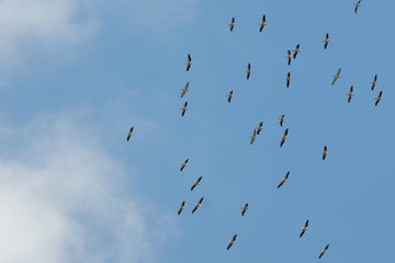 Large mixed flock of flying White and Dalmatian Pelicans