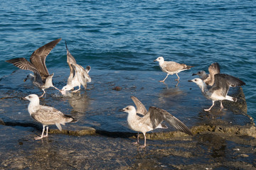 seagull resting on the breakwater