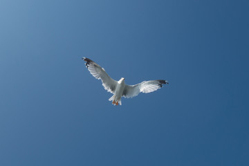 
seagull in flight over the sea