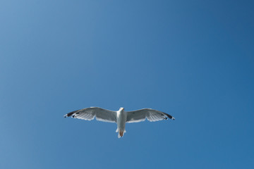 
seagull in flight over the sea