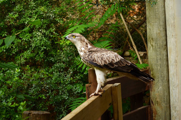 Eagles