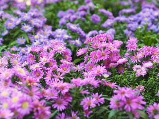 Flowerbeds of pink and purple chrysanthemums - autumn plants which are typically used as a funeral flowers in the Czech Republic. 