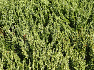 Heather plant (Calluna) flowerbeds.